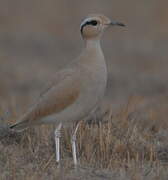 Cream-colored Courser