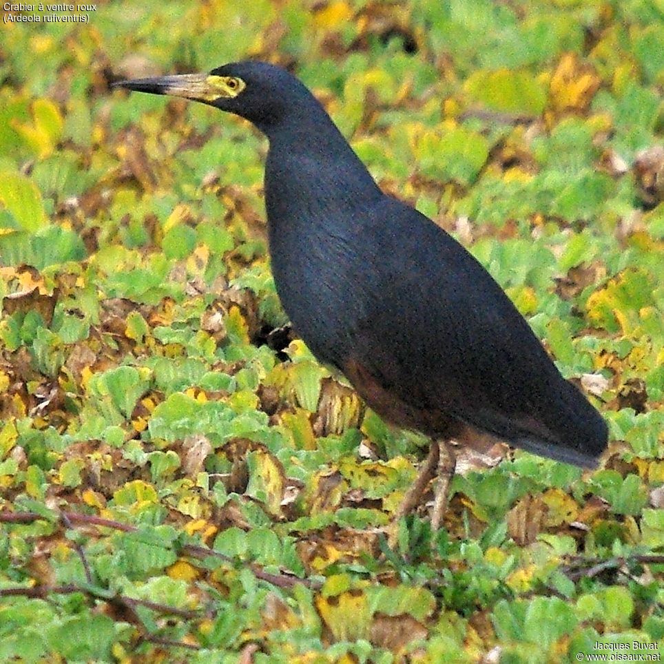 Rufous-bellied Heronadult, habitat, aspect, pigmentation