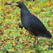 Rufous-bellied Heron