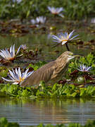 Squacco Heron