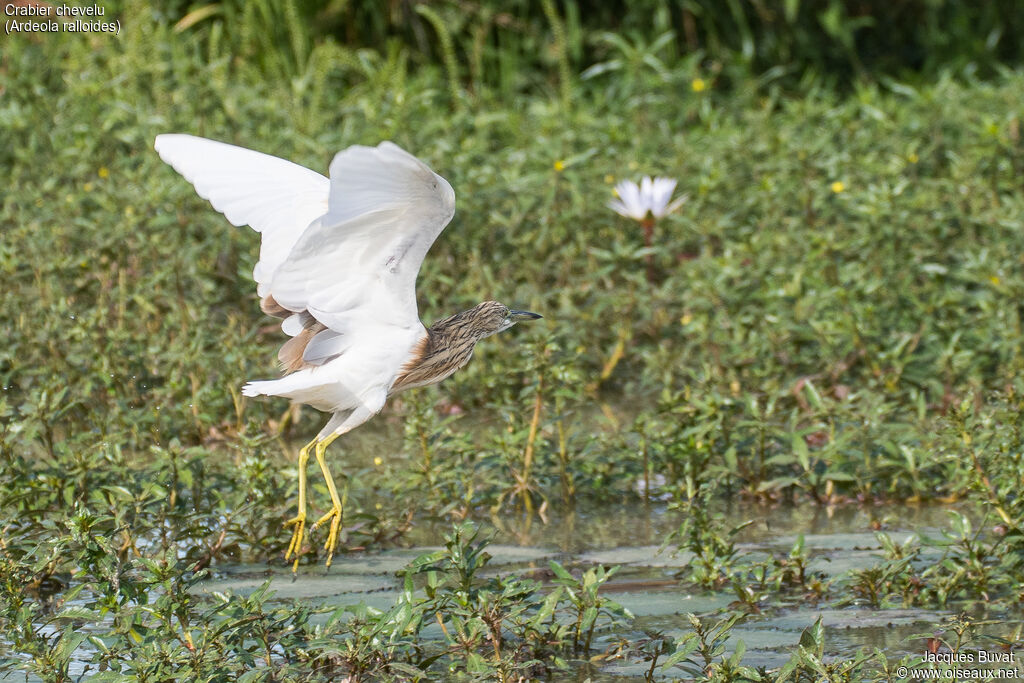 Squacco Heronadult post breeding, identification, habitat, aspect, pigmentation, Flight