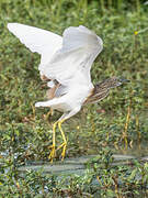 Squacco Heron