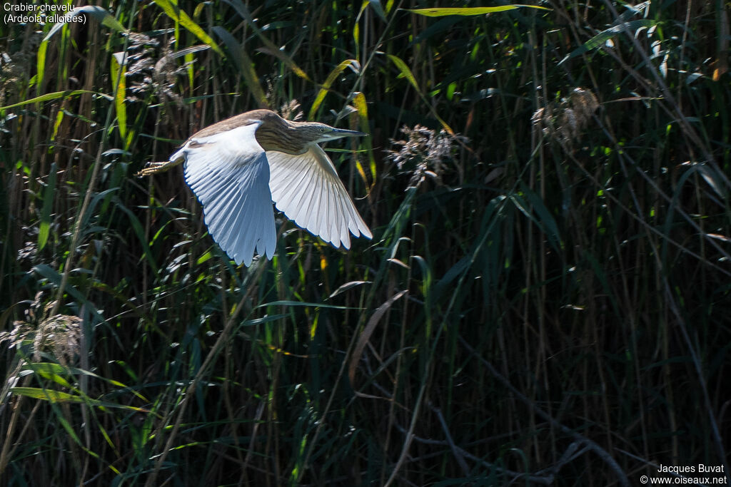 Squacco Heronadult post breeding, identification, habitat, aspect, pigmentation, Flight