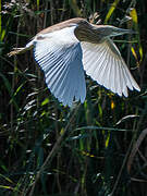 Squacco Heron