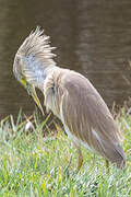 Squacco Heron