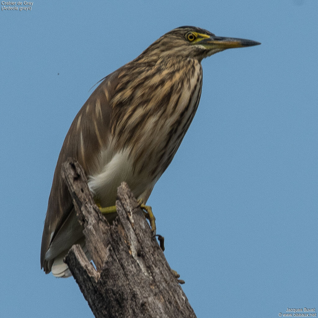 Indian Pond Heronadult post breeding, close-up portrait, aspect, pigmentation