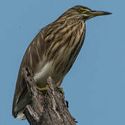 Indian Pond Heron