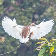 Indian Pond Heron