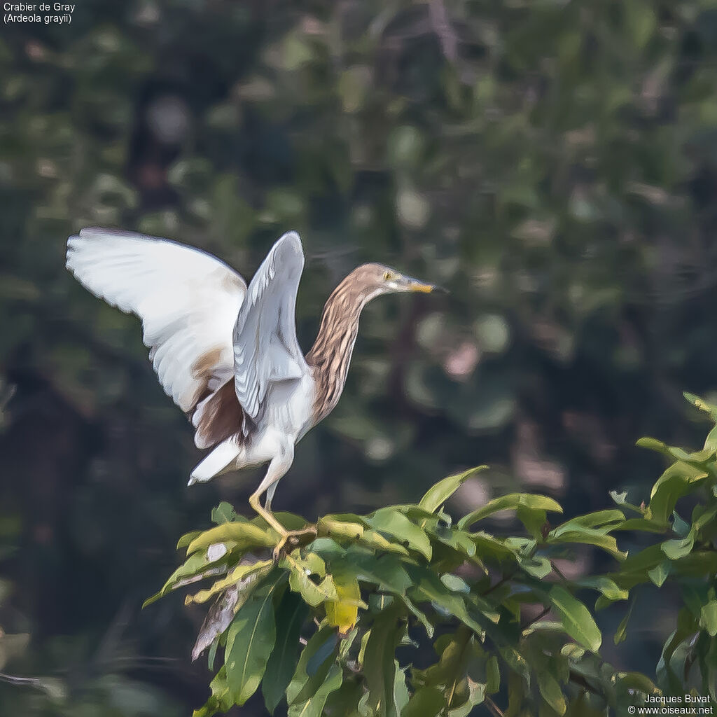 Indian Pond Heronadult breeding, aspect, pigmentation, Flight