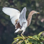 Indian Pond Heron