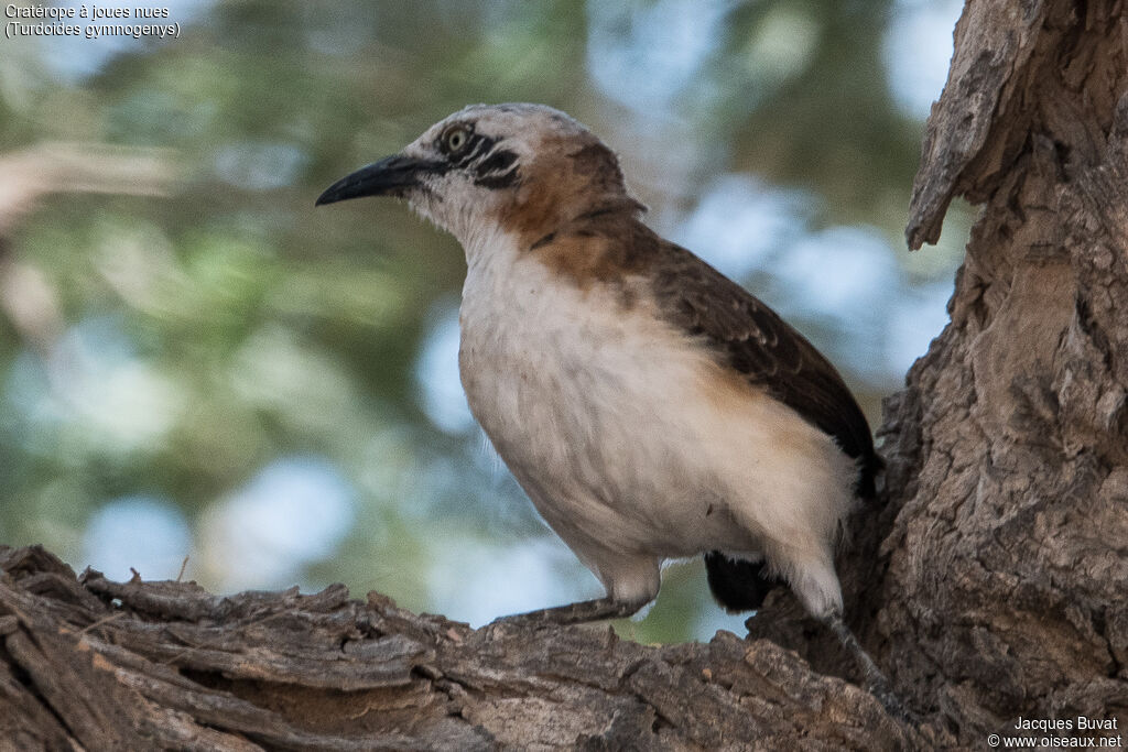 Bare-cheeked Babbleradult, close-up portrait, aspect, pigmentation