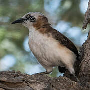 Bare-cheeked Babbler