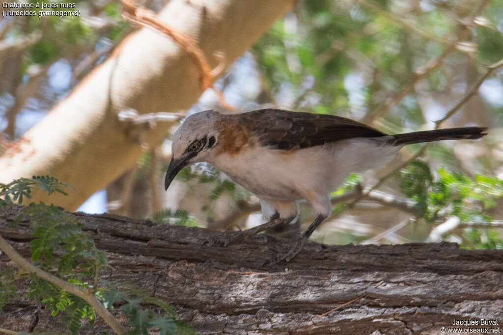 Bare-cheeked Babbleradult, identification, aspect, pigmentation