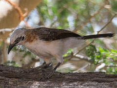 Bare-cheeked Babbler