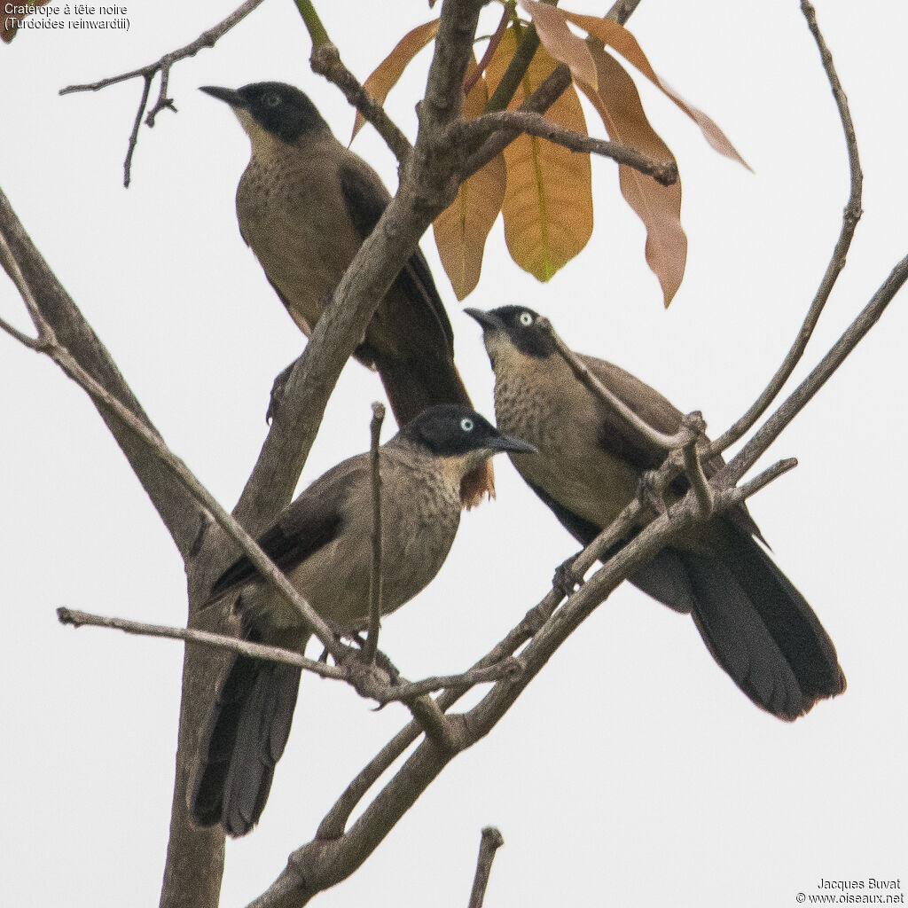 Blackcap Babbleradult