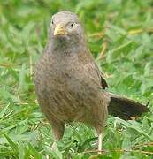 Yellow-billed Babbler