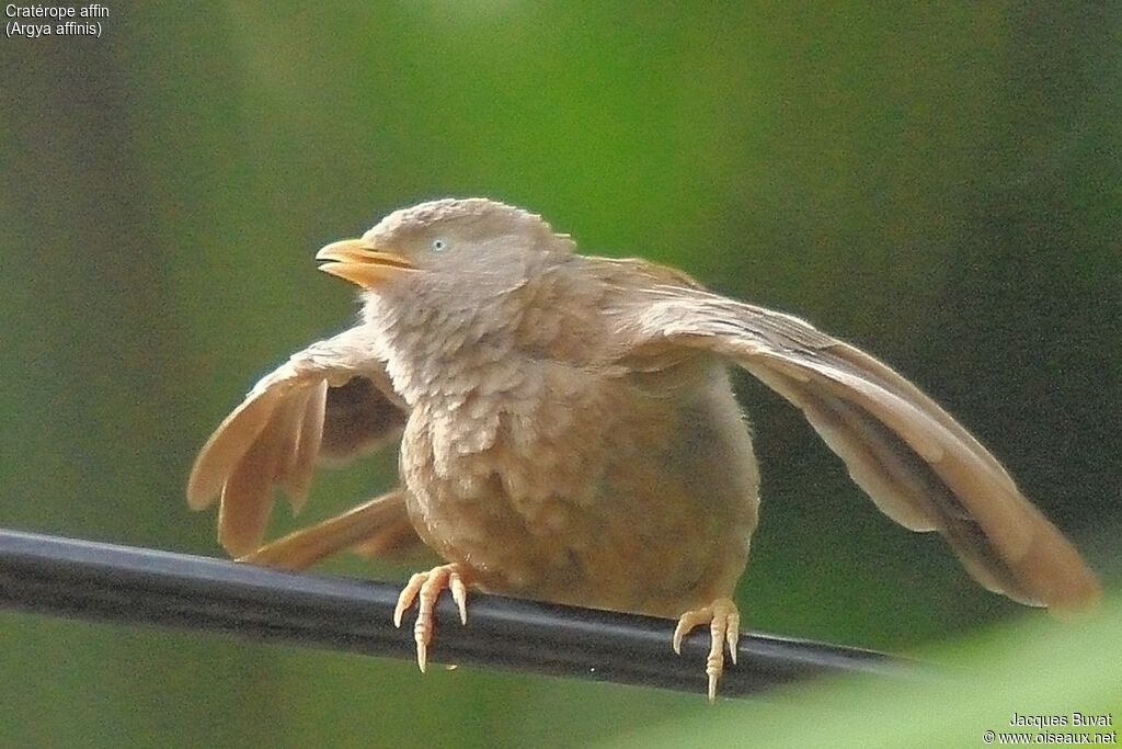 Yellow-billed Babblerjuvenile