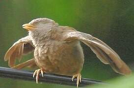 Yellow-billed Babbler