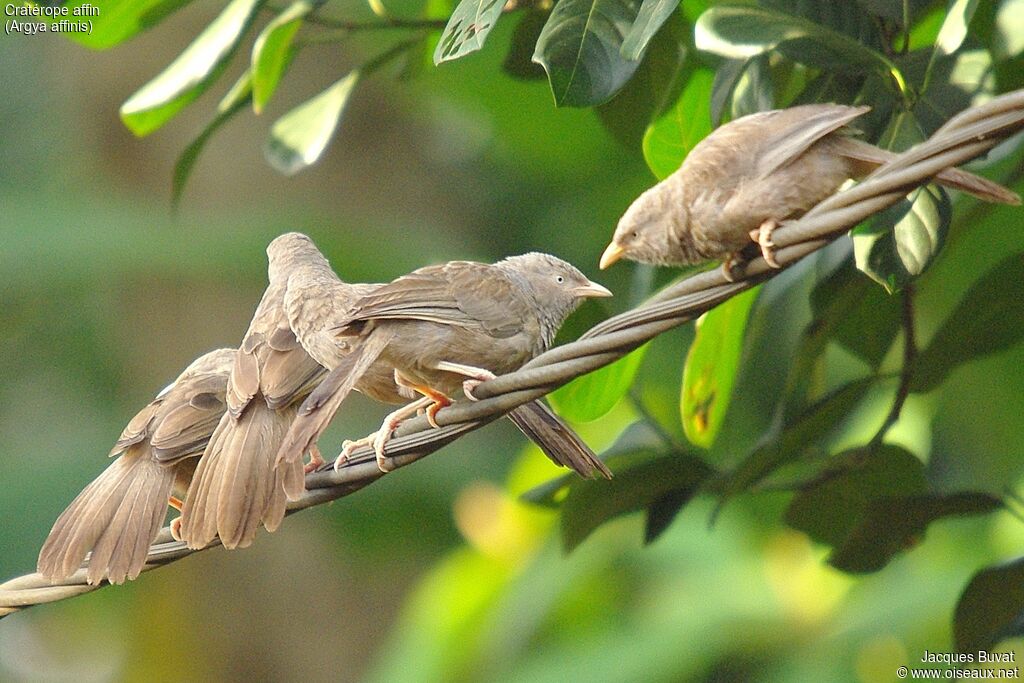 Yellow-billed Babbler