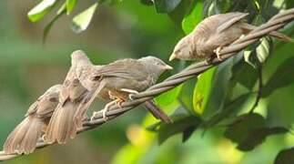 Yellow-billed Babbler