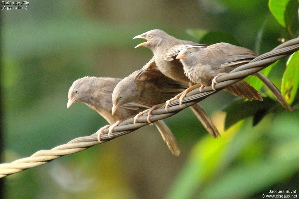 Yellow-billed Babbler