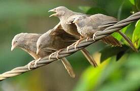 Yellow-billed Babbler