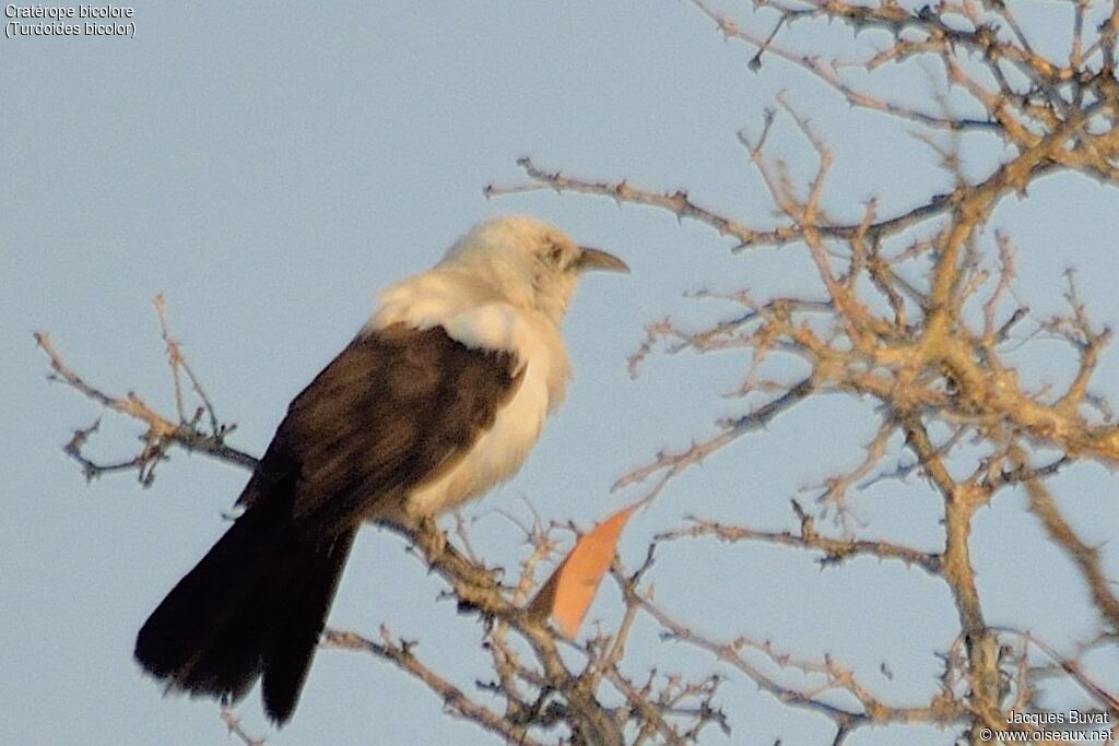 Southern Pied Babbleradult, identification