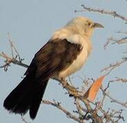 Southern Pied Babbler