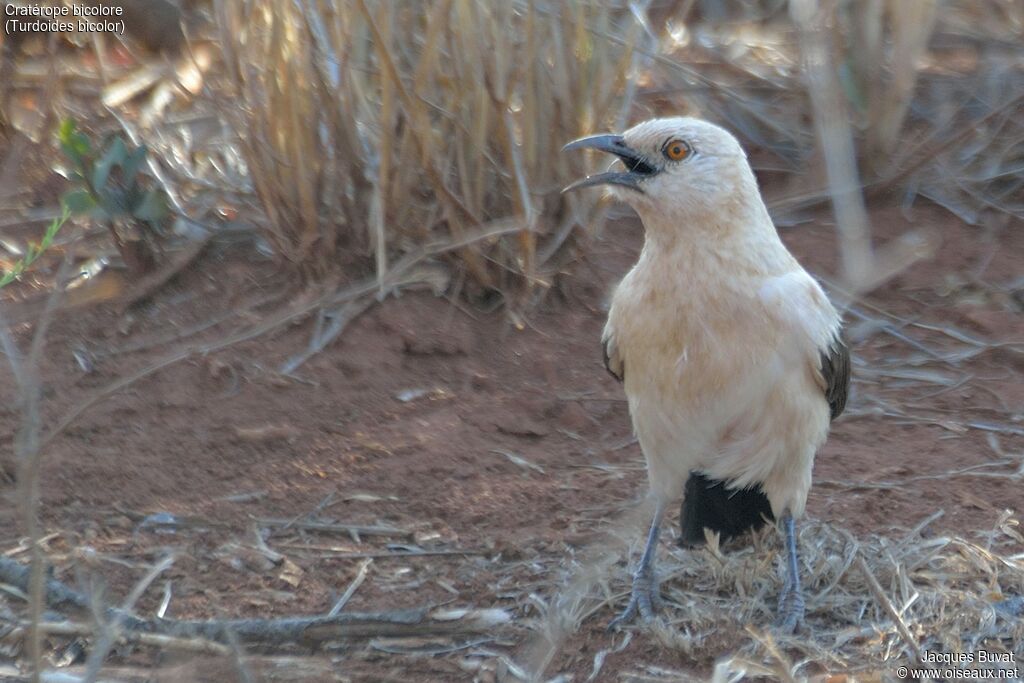 Southern Pied Babbleradult