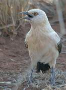 Southern Pied Babbler