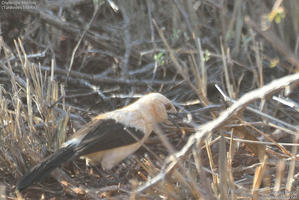 Southern Pied Babbleradult