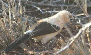 Southern Pied Babbler