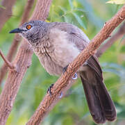 Brown Babbler