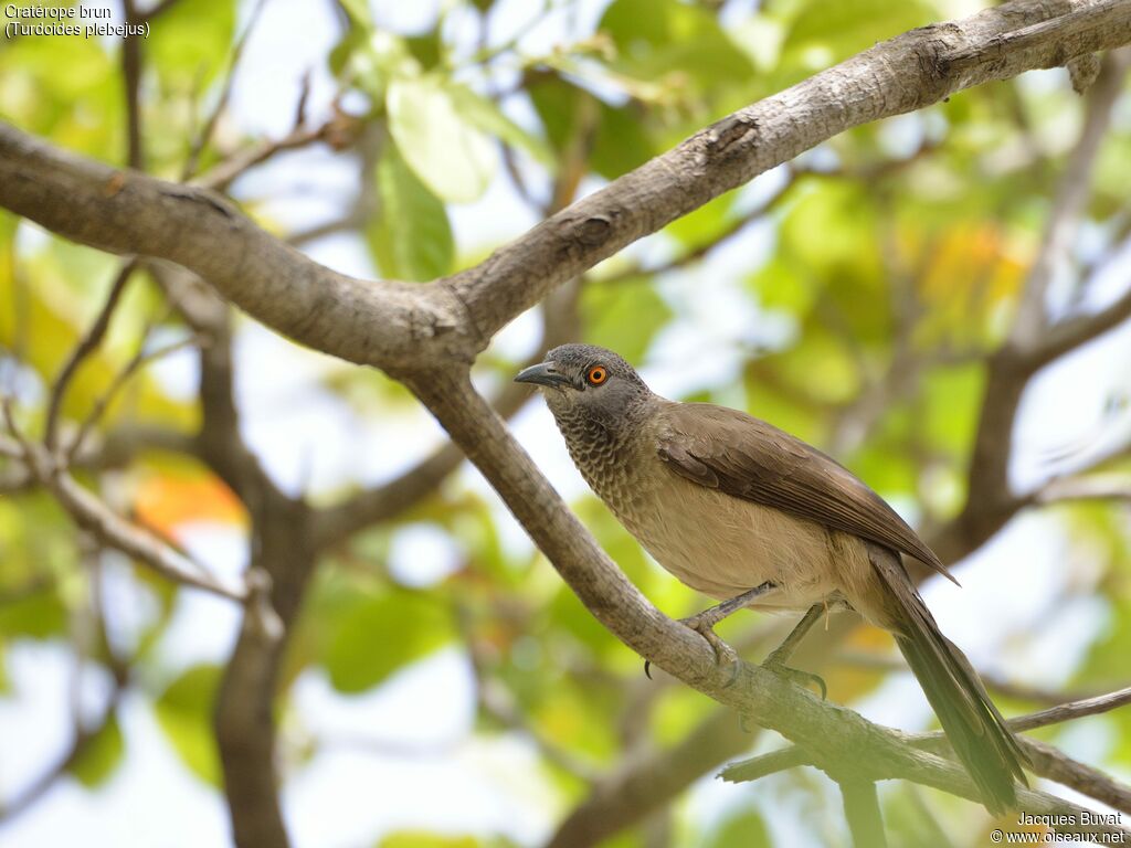 Brown Babbleradult, identification, aspect, pigmentation