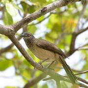 Brown Babbler