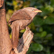 Jungle Babbler