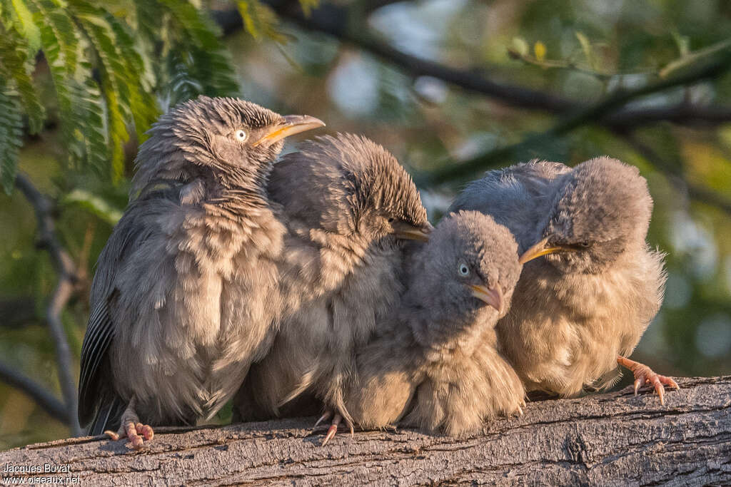 Jungle Babbler, aspect, Behaviour