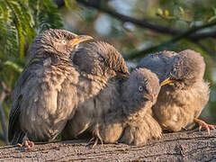 Jungle Babbler