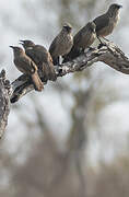 Arrow-marked Babbler