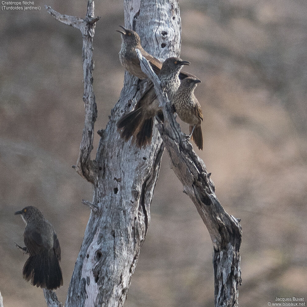 Arrow-marked Babbleradult