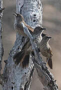 Arrow-marked Babbler