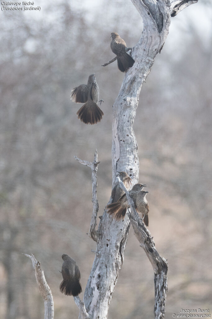 Cratérope fléchéadulte, habitat, composition, pigmentation