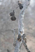 Arrow-marked Babbler