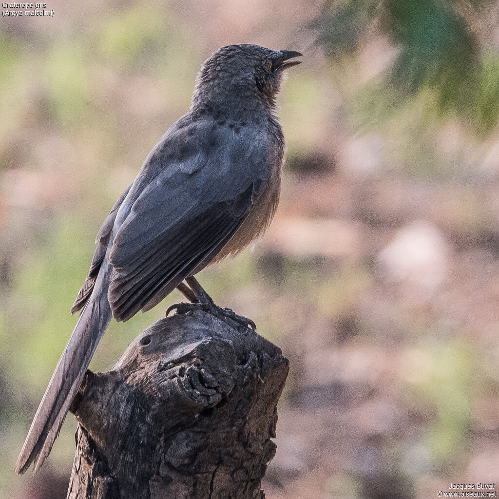 Large Grey Babbleradult, identification, aspect, pigmentation