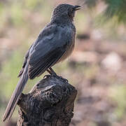 Large Grey Babbler