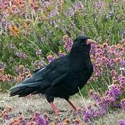 Red-billed Chough