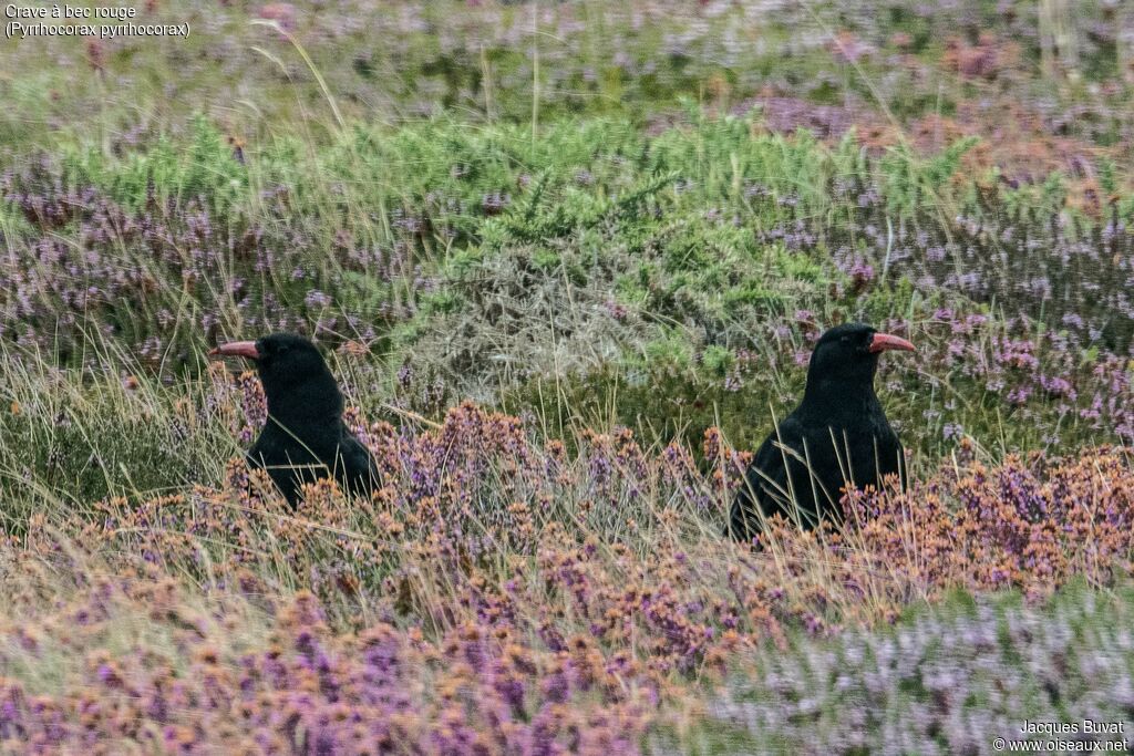 Red-billed Choughadult, habitat, aspect, pigmentation