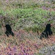 Red-billed Chough