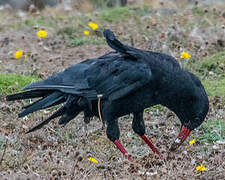 Red-billed Chough