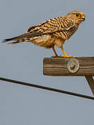 Greater Kestrel